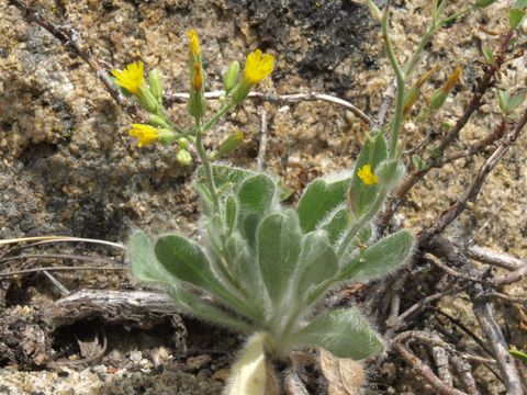 Image of prickly hawkweed