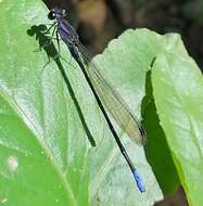 Image of Argia ulmeca Calvert 1902