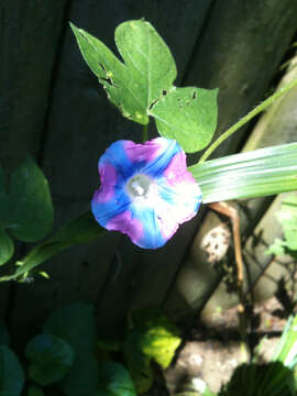 Image of Ivyleaf morning-glory