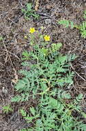 Image de Sibbaldianthe bifurca subsp. orientalis (Juz.) Kurtto & T. Erikss.