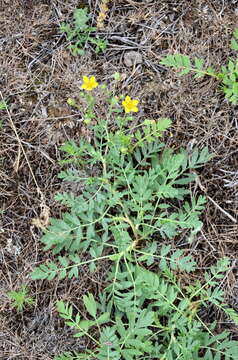 Image of Sibbaldianthe bifurca subsp. orientalis (Juz.) Kurtto & T. Erikss.