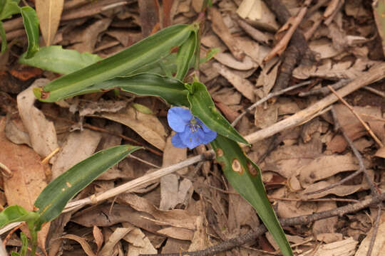 Image of Commelina lanceolata R. Br.