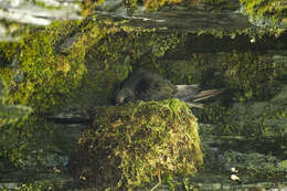 Image of American Black Swift