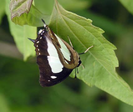 Image of Polyura arja Felder 1866