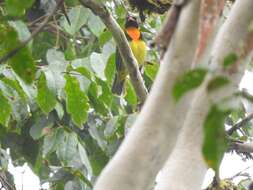 Image of Orange-breasted Fruiteater