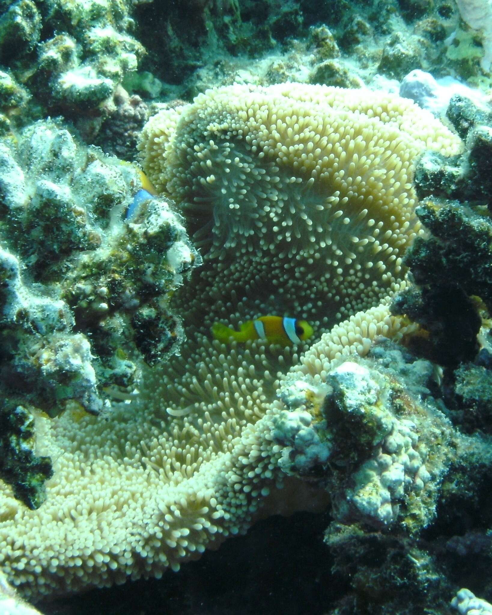 Image of merten's carpet anemone