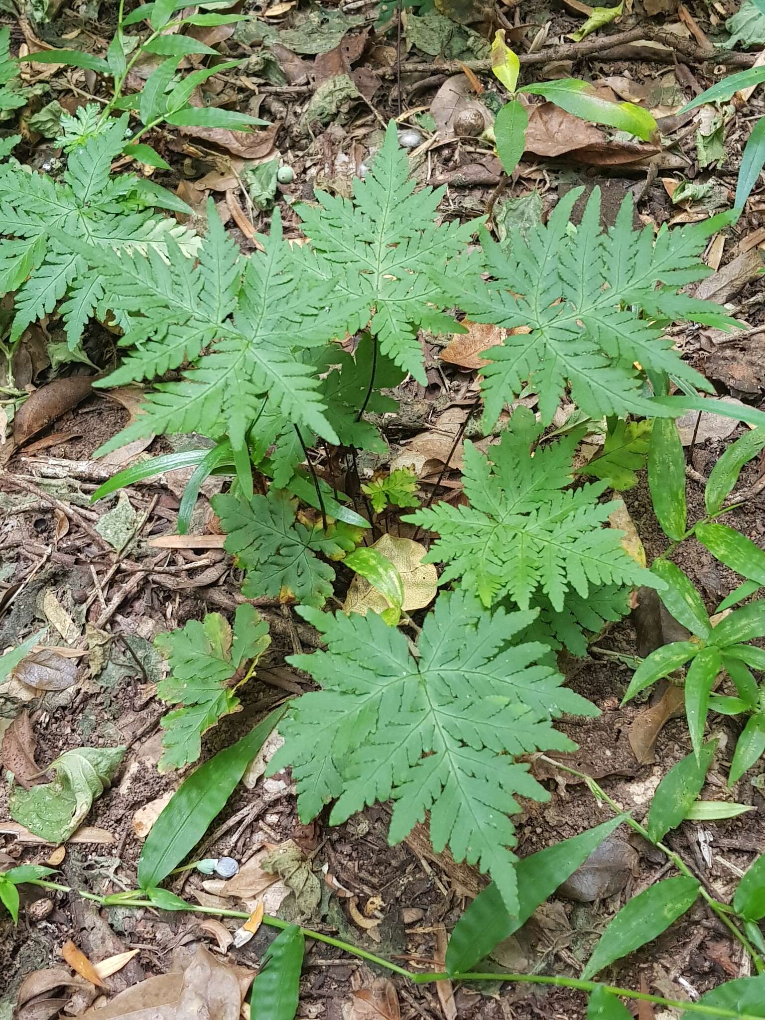 Image of Doryopteris concolor (Langsd. & Fisch.) Kuhn