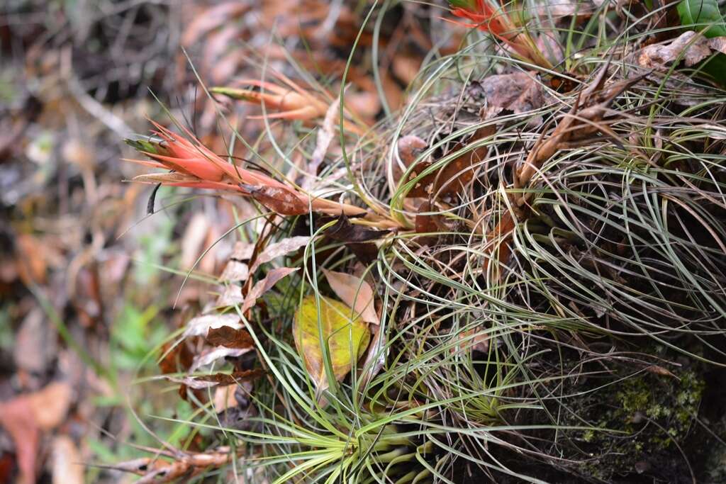 Image of Tillandsia punctulata Schltdl. & Cham.