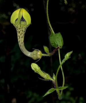 صورة Ceropegia hirsuta Wight & Arn.