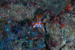 Image of Hypselodoris regina Ev. Marcus & Er. Marcus 1970