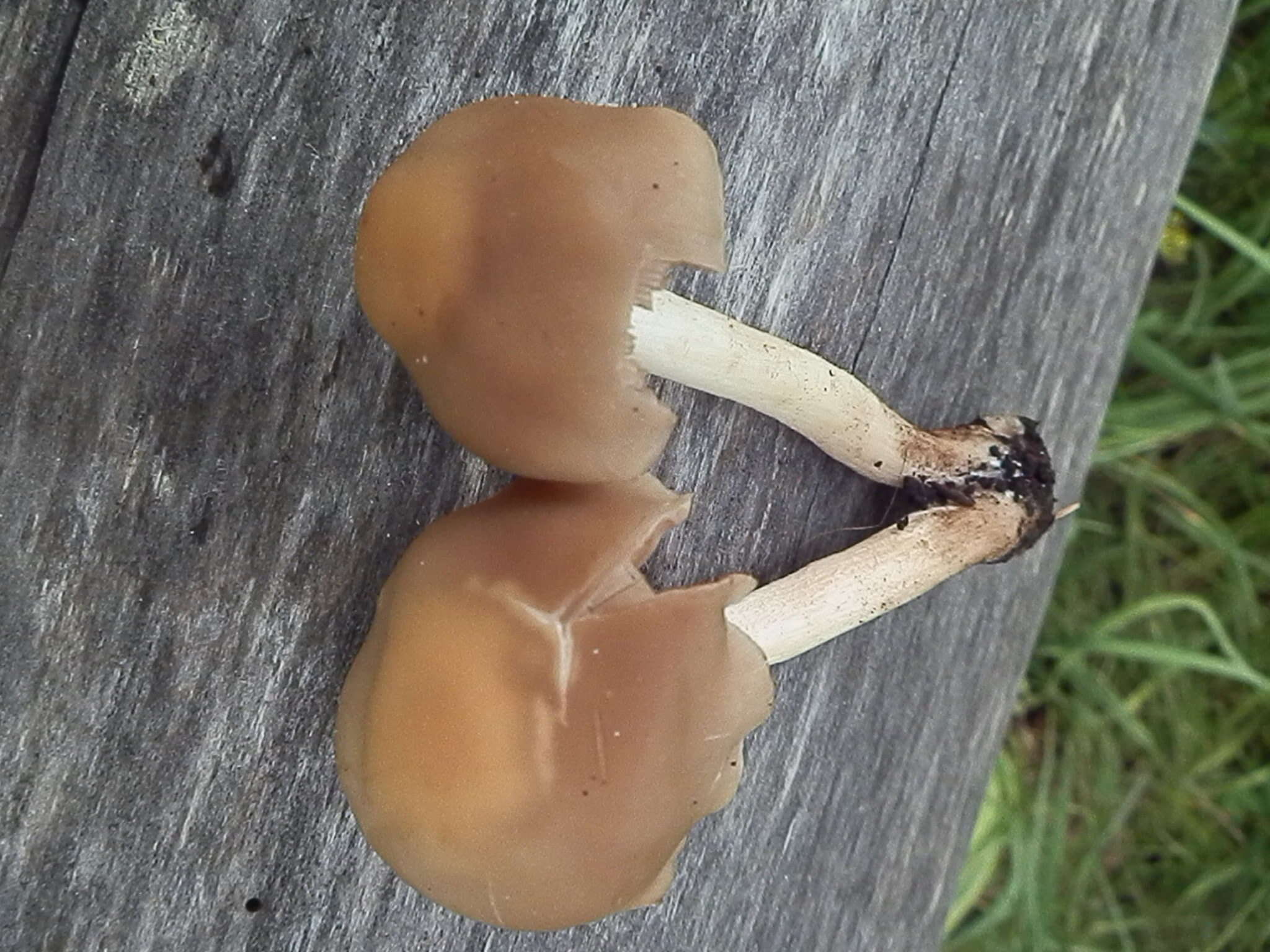 Image of Homophron spadiceum (P. Kumm.) Örstadius & E. Larss. 2015