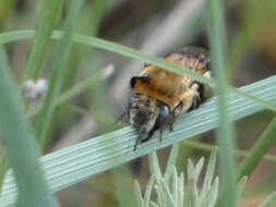 Sivun Anthophora montana Cresson 1869 kuva