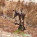 Image of Odocoileus hemionus fuliginatus Cowan 1933