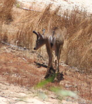 Image of Odocoileus hemionus fuliginatus Cowan 1933