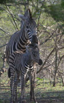 Image of Burchell's zebra