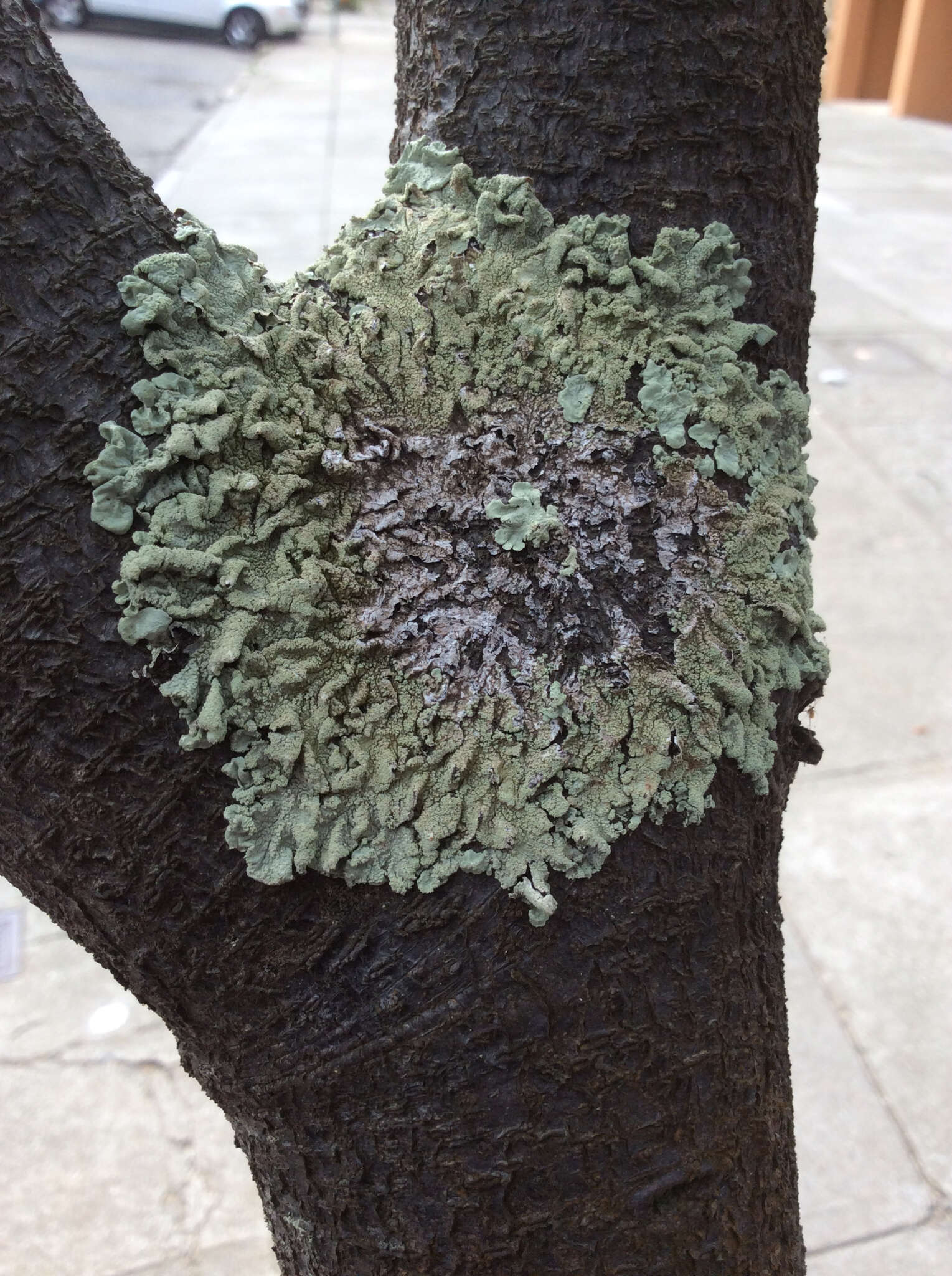 Image of Common greenshield lichen