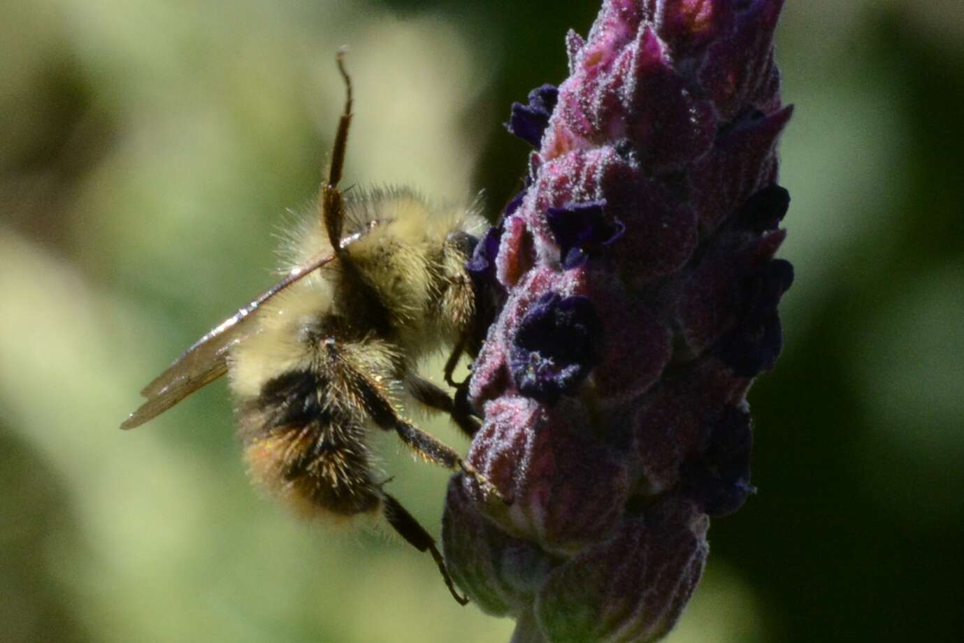 Слика од Bombus mixtus Cresson 1879