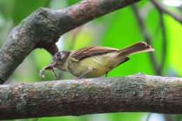 Leptopogon amaurocephalus Cabanis 1846 resmi