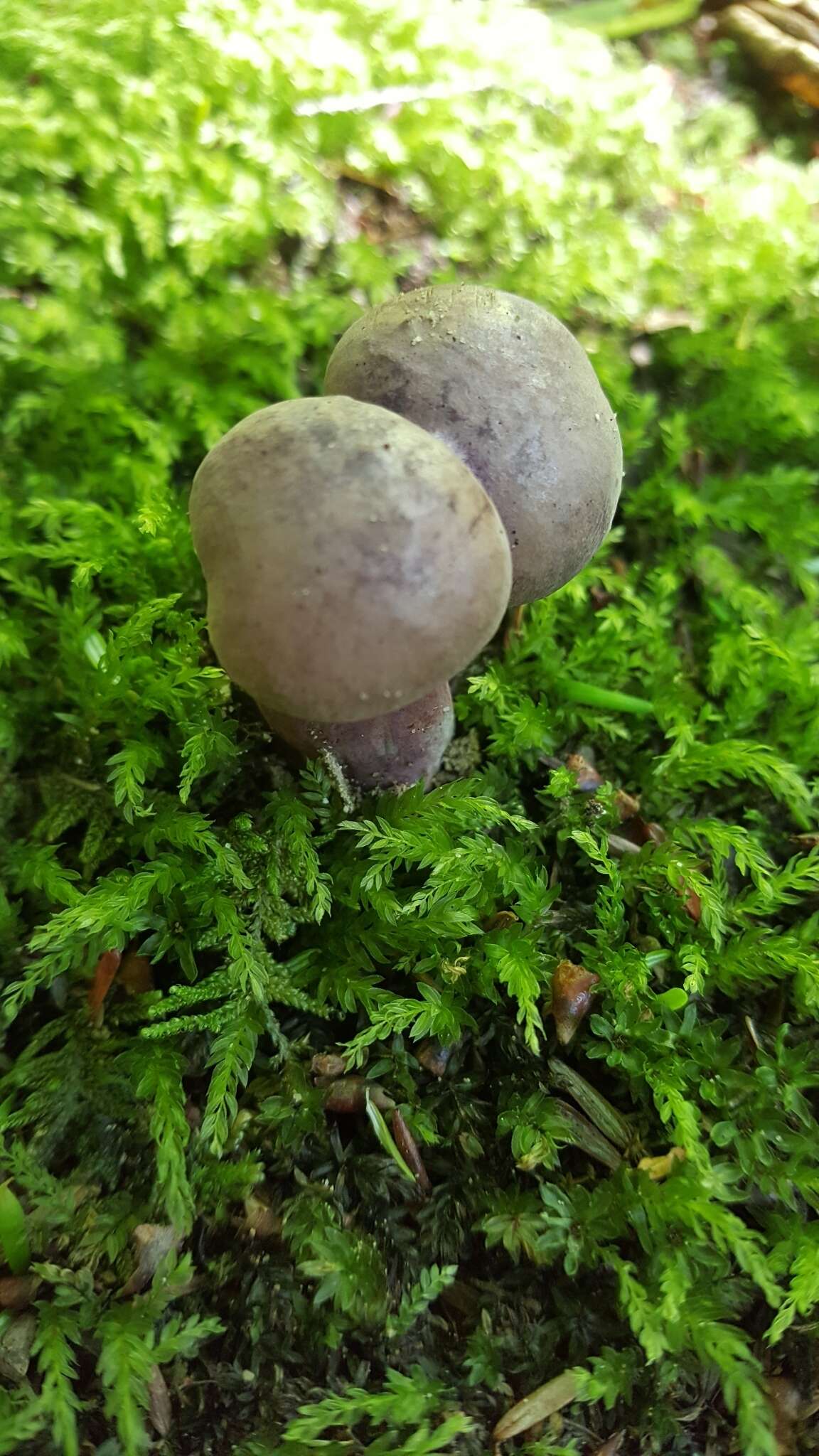 Image of Tylopilus violatinctus T. J. Baroni & Both 1998