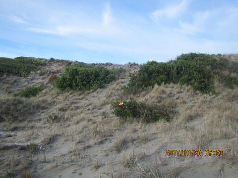 Imagem de Acacia longifolia (Andrews) Willd.