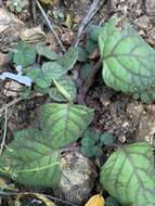 Image of whorled plectranthus