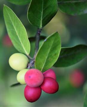 Image of Round-leaved Poison-bush