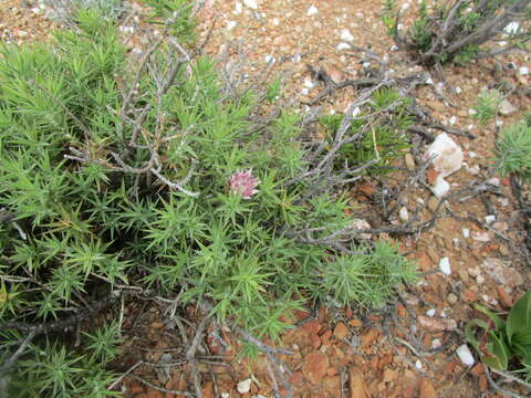 Image of Macledium relhanioides (Less.) S. Ortiz