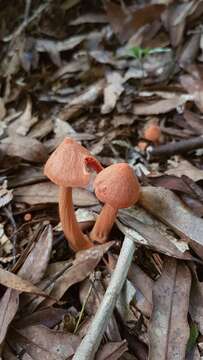 Image of Entoloma latericolor E. Horak 1976