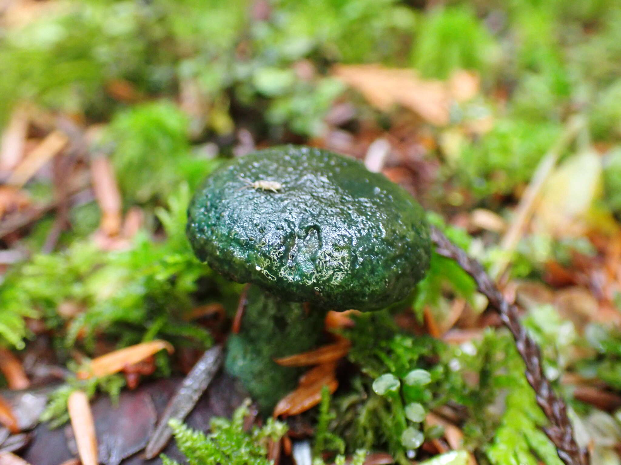 Слика од Lactarius olivaceoumbrinus Hesler & A. H. Sm. 1979