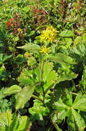 Image de Solidago spiraeifolia var. cuprea (Juz.) V. Yu. Barkalov