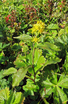 Image of Solidago spiraeifolia Fisch. ex Herder