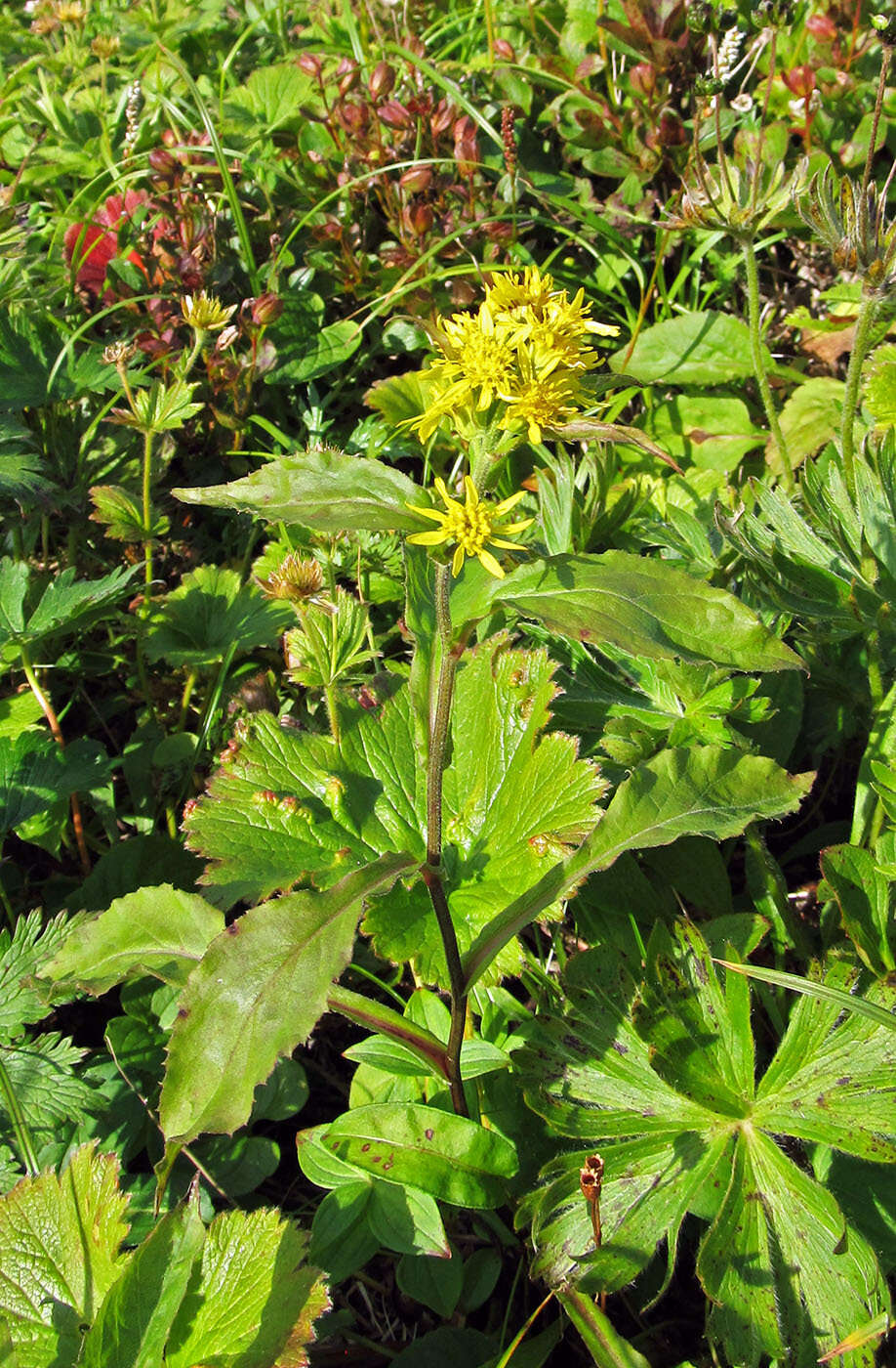 Image of Solidago spiraeifolia var. cuprea (Juz.) V. Yu. Barkalov