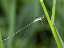 Imagem de Lestes pinheyi Fraser 1955