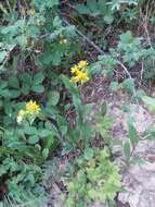 Image of Parry's goldenrod