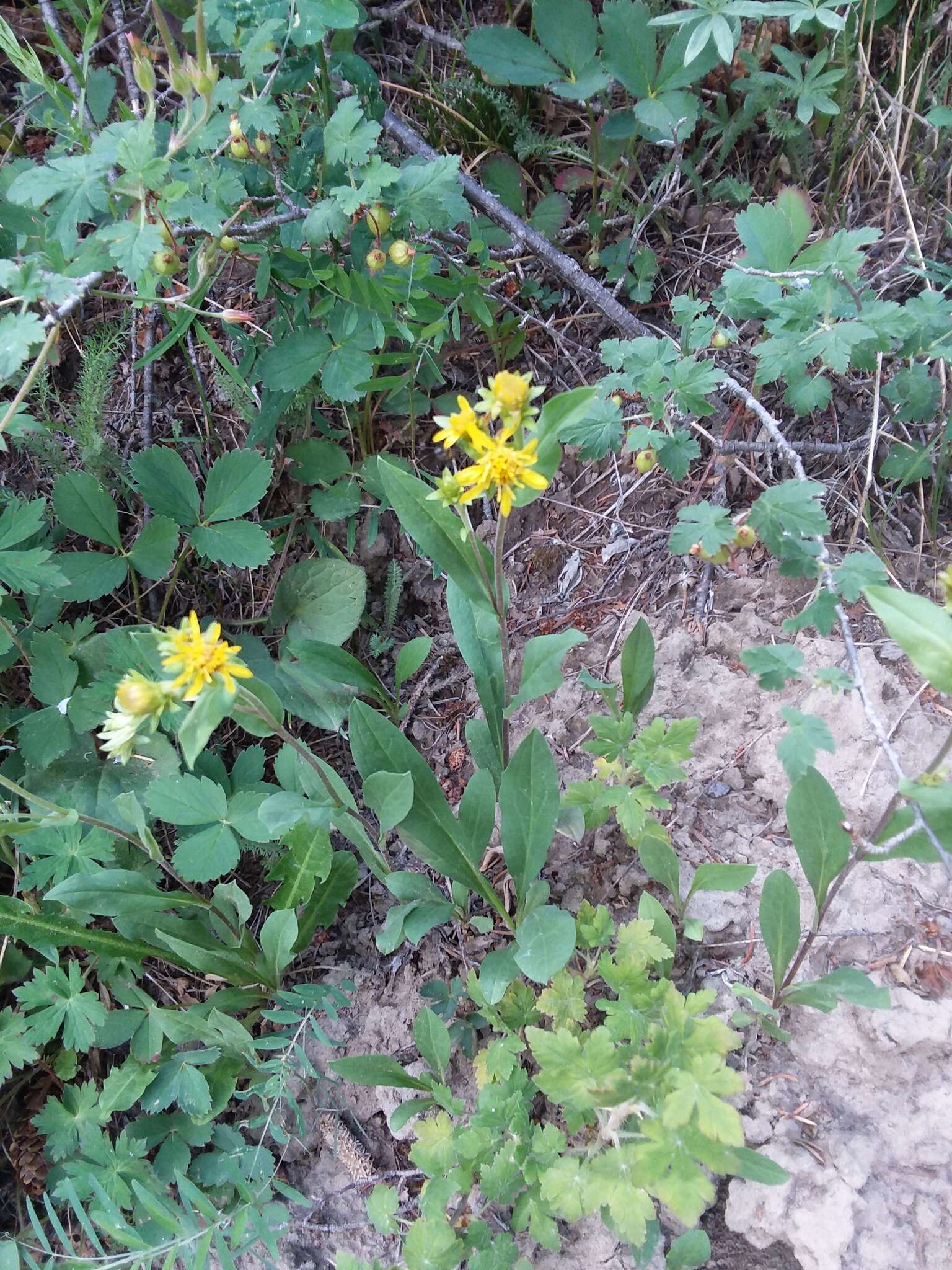 Imagem de Oreochrysum parryi (A. Gray) Rydb.