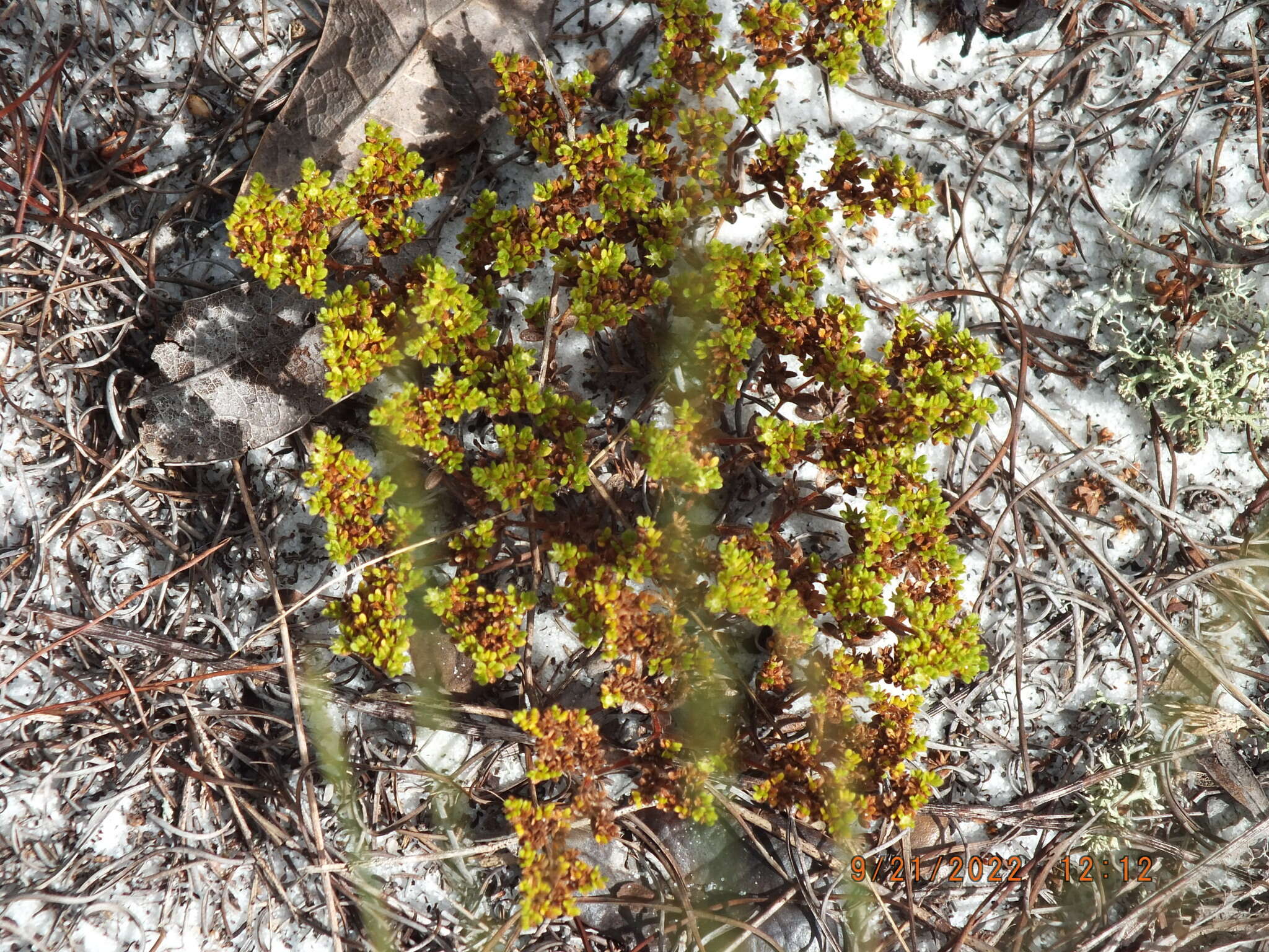 Image de Paronychia herniarioides (Michx.) Nutt.