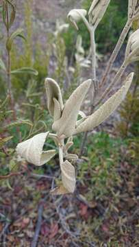 Image of Phlomis purpurea L.