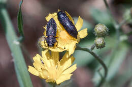 Imagem de Acmaeodera crinita melanosoma Lucas 1844