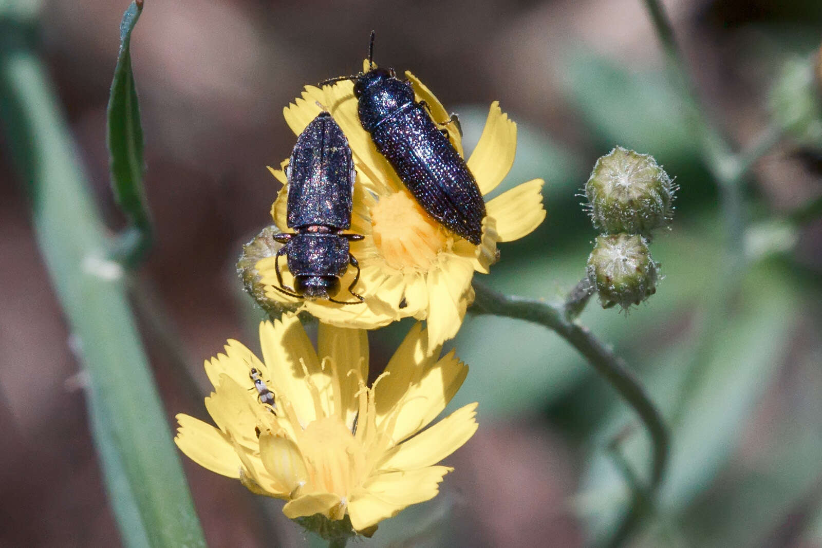 Image of Acmaeodera crinita melanosoma Lucas 1844