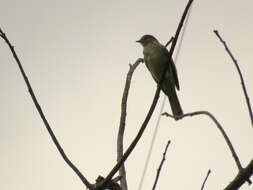 Image of Small-headed Elaenia