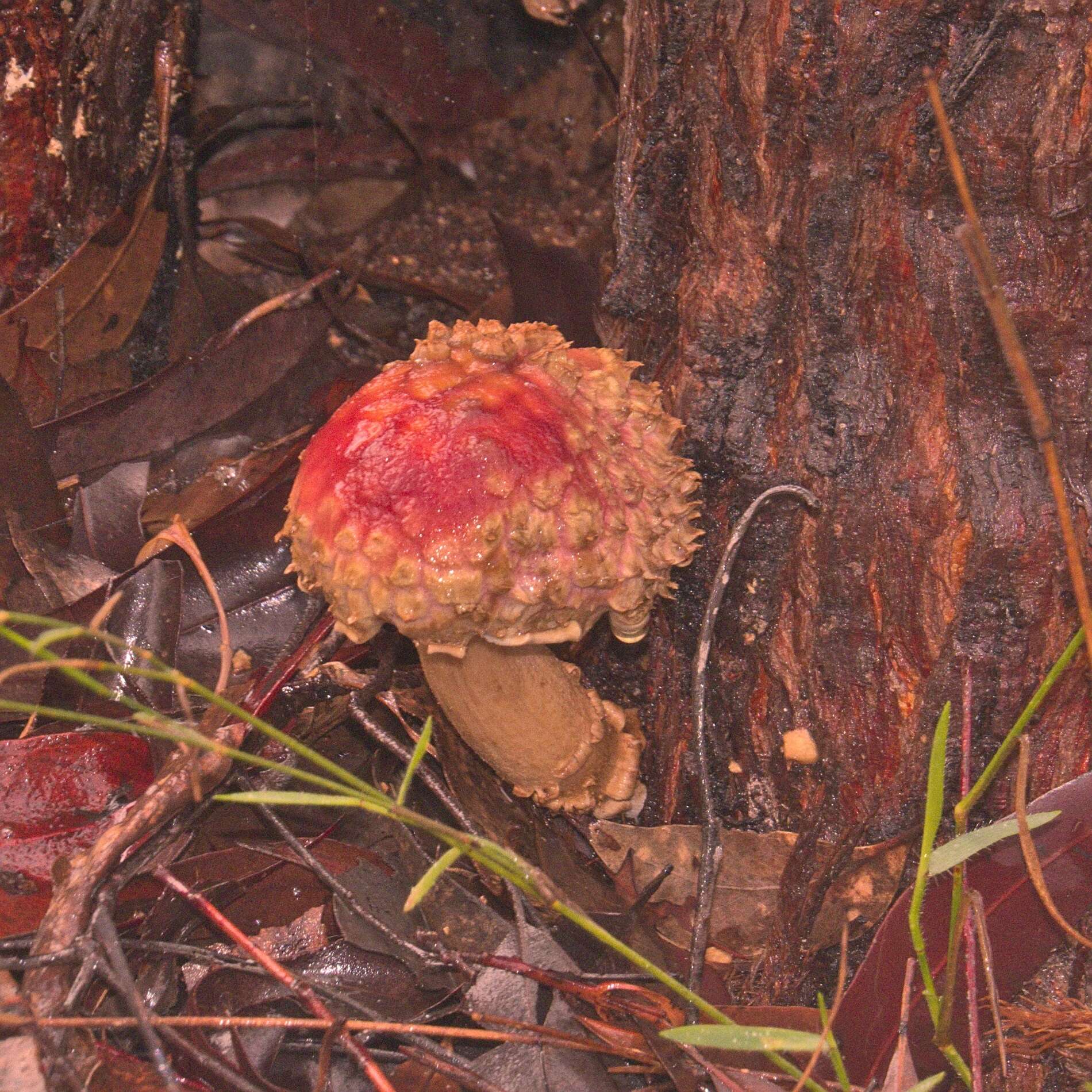 Sivun Boletellus emodensis (Berk.) Singer 1942 kuva