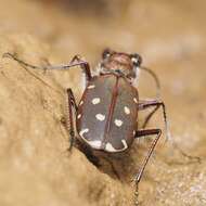 Image of Cicindela (Calomera) littoralis Fabricius 1787