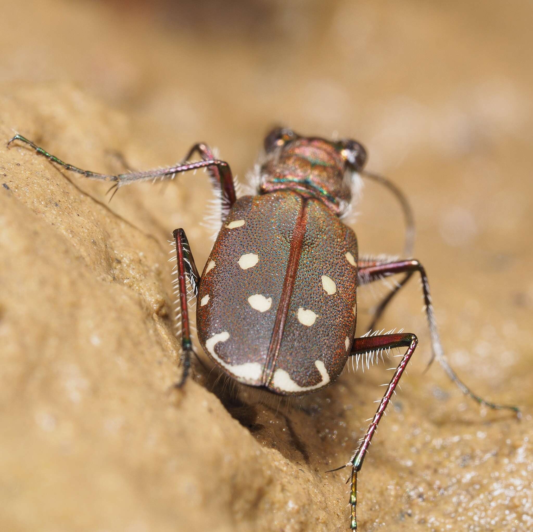 Image of Cicindela (Calomera) littoralis Fabricius 1787