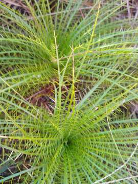 Image de Eryngium pristis Cham. & Schltdl.