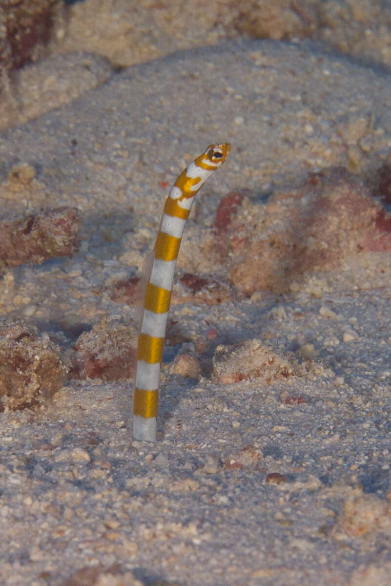 Image of Splendid garden eel