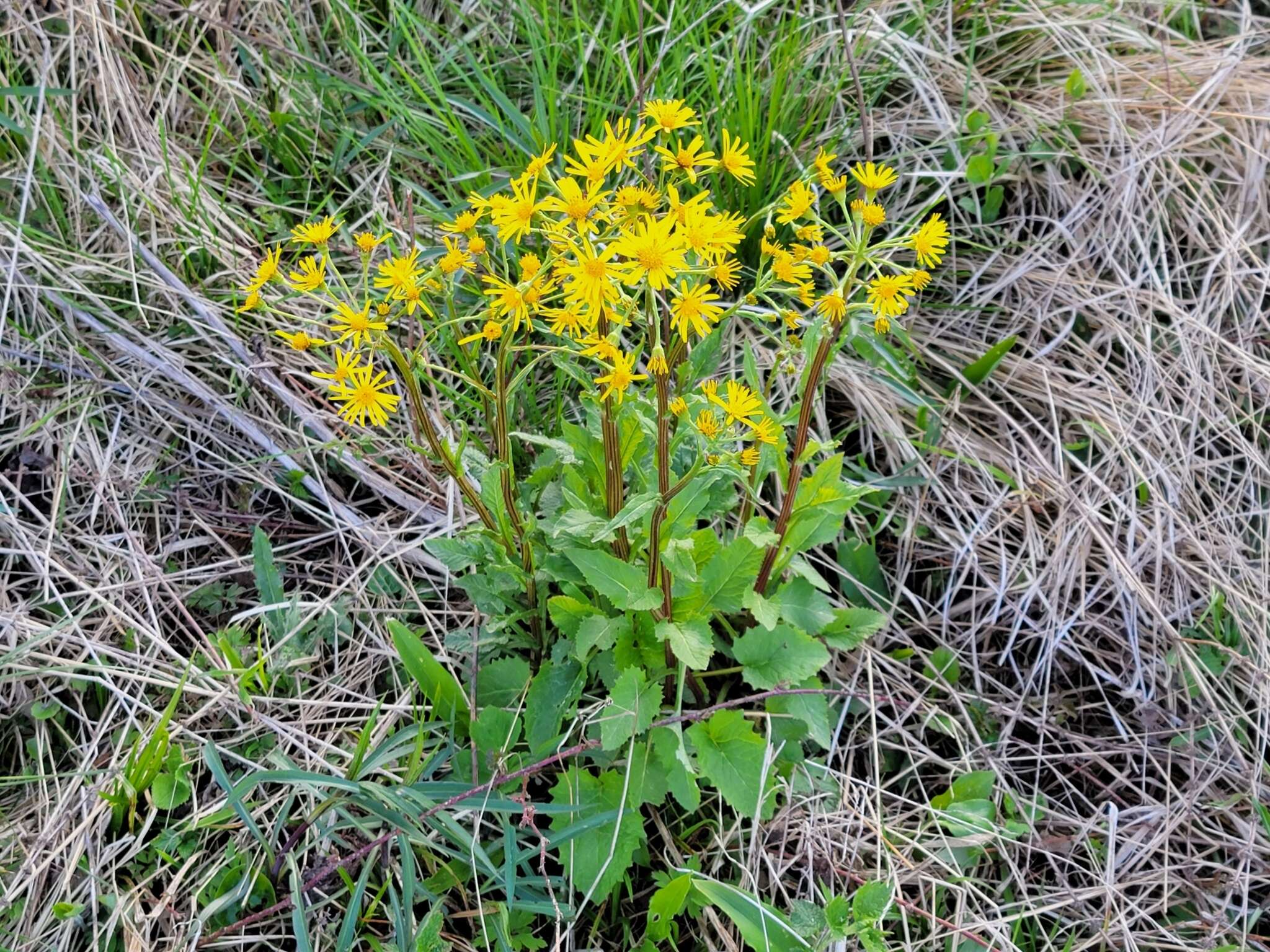 Image of Tephroseris crispa (Jacq.) Schur