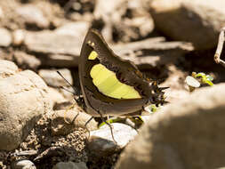 Image of Polyura agrarius Swinhoe 1886