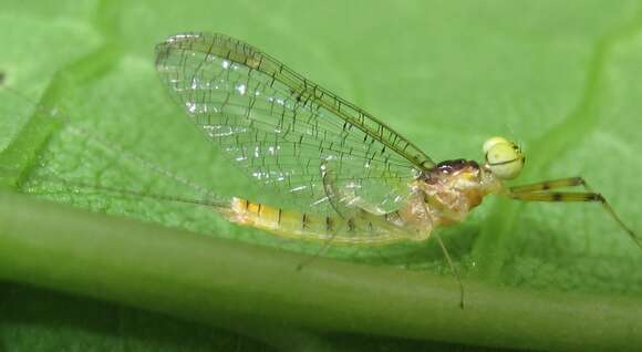 Image of Stenacron Mayfly