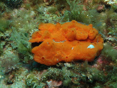 Image of bumping encrusting sponge