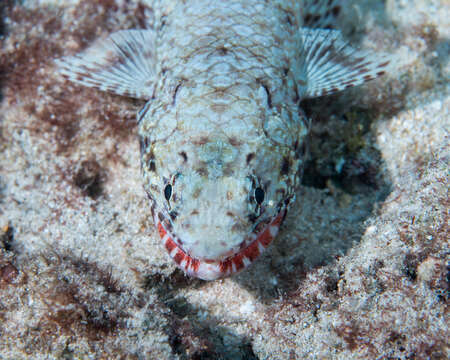 Image of Orangemouth lizardfish